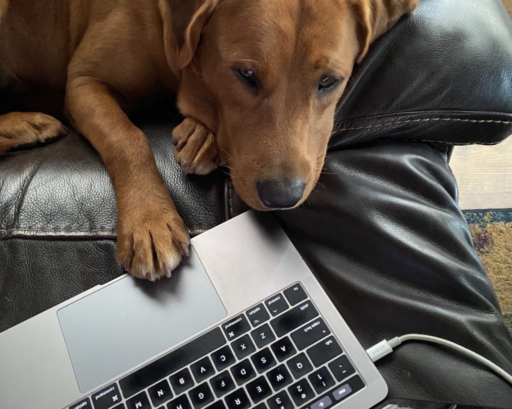 Dog on laptop